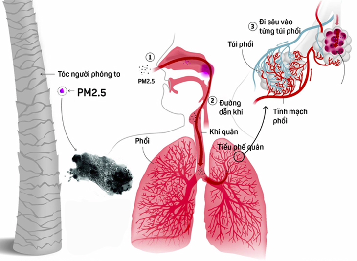 ảnh hưởng của bụi mịn