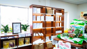 synopex tham dự lễ ra mắt halaviet
